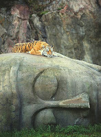 first image of the article